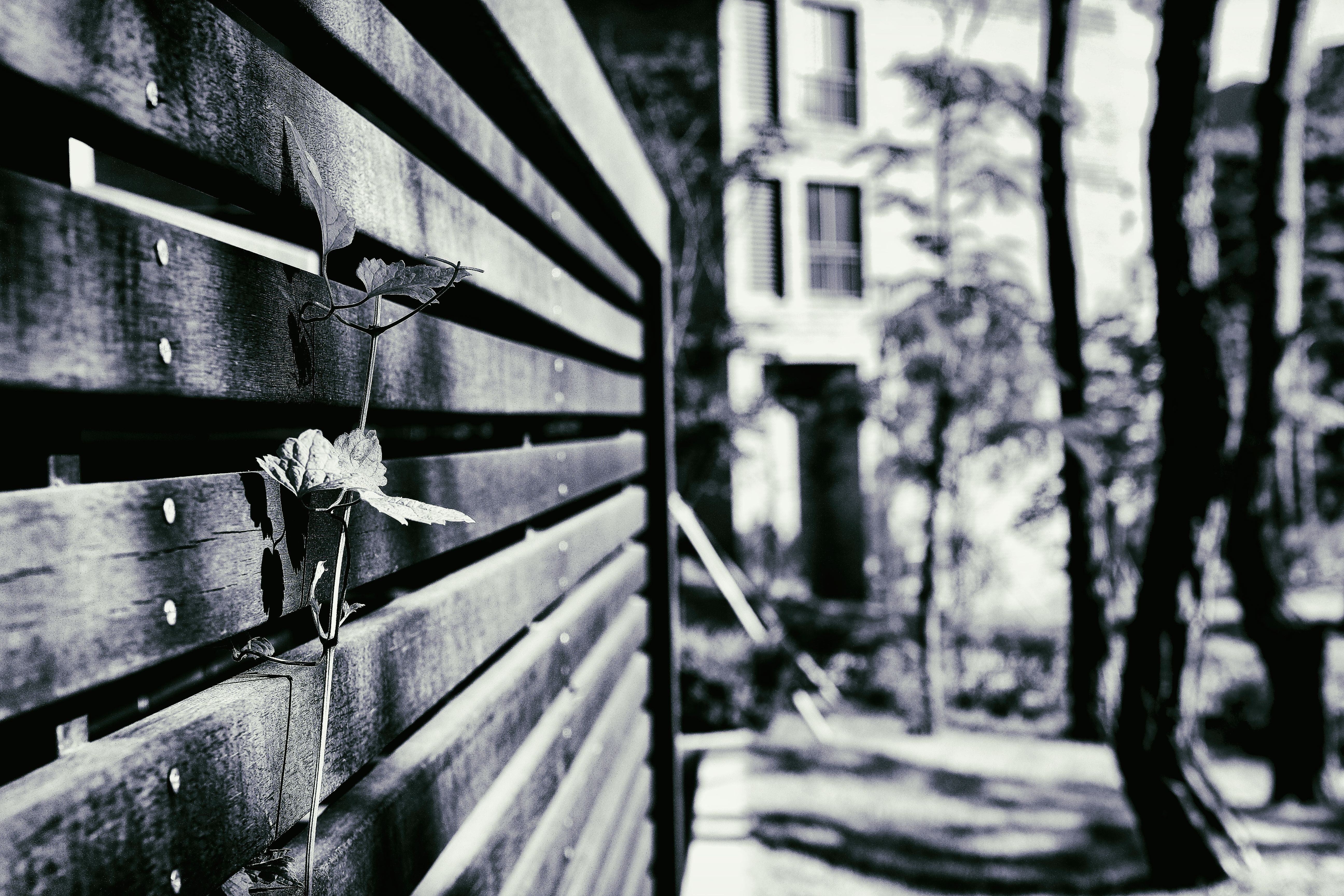 macro shot of wooden fence with flower grayscale photography