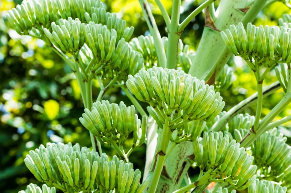green flower buds preview