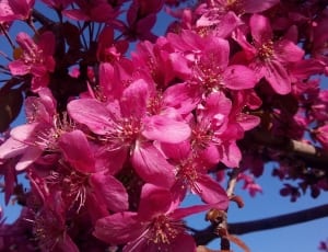 pink cherry blossoms thumbnail
