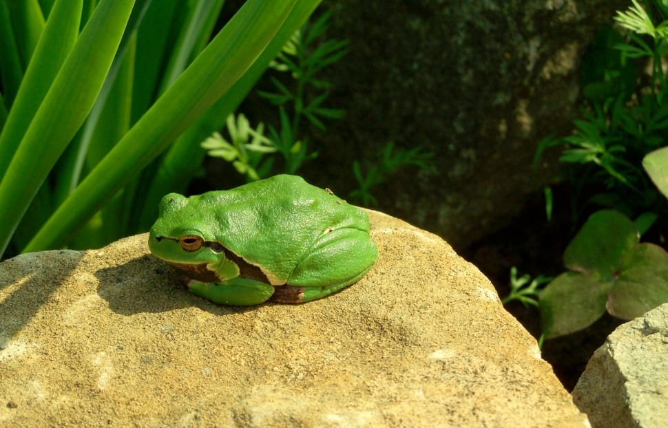 green frog preview