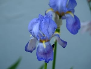 blue iris flower thumbnail