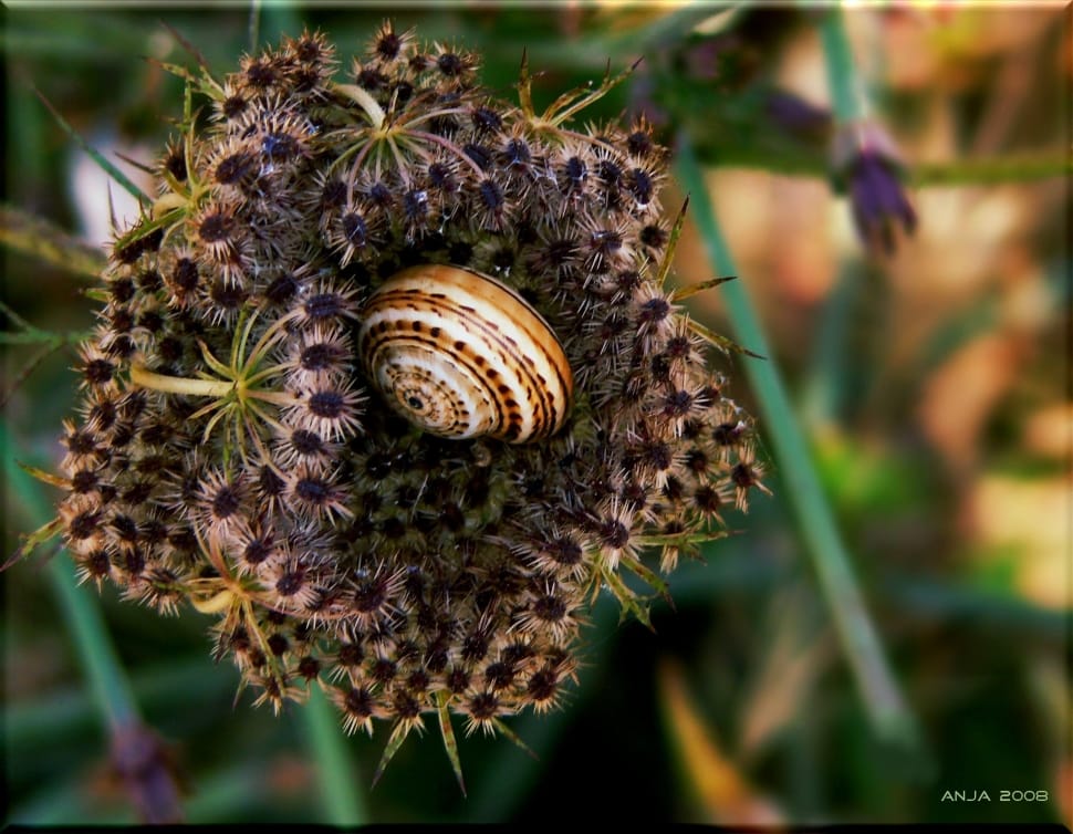white and brown snail shell on black flower in closeup photography preview