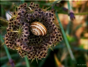 white and brown snail shell on black flower in closeup photography thumbnail