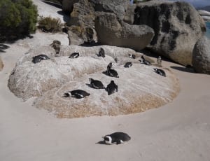 raft of penguins thumbnail