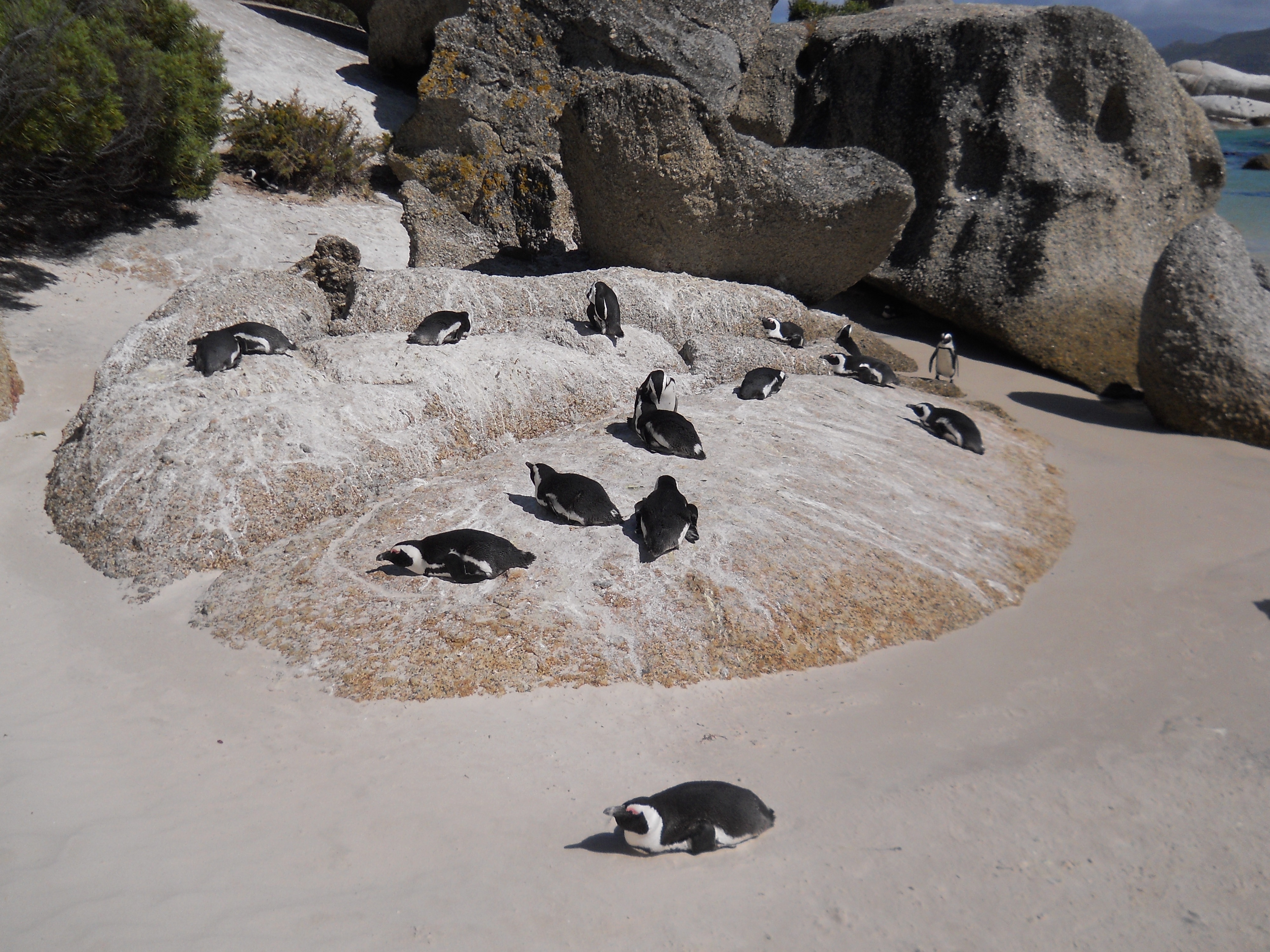 raft of penguins