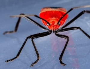 red and black bug thumbnail
