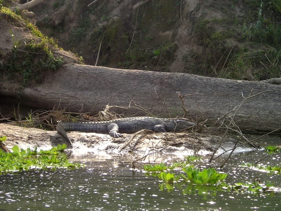 crocodile animal preview
