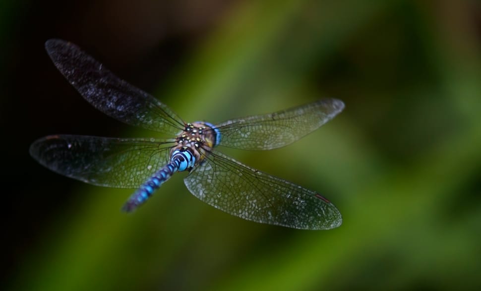 Dragonfly, Fly, Background, Blurred, insect, animal themes preview