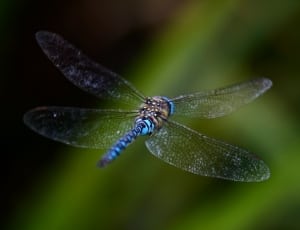 Dragonfly, Fly, Background, Blurred, insect, animal themes thumbnail