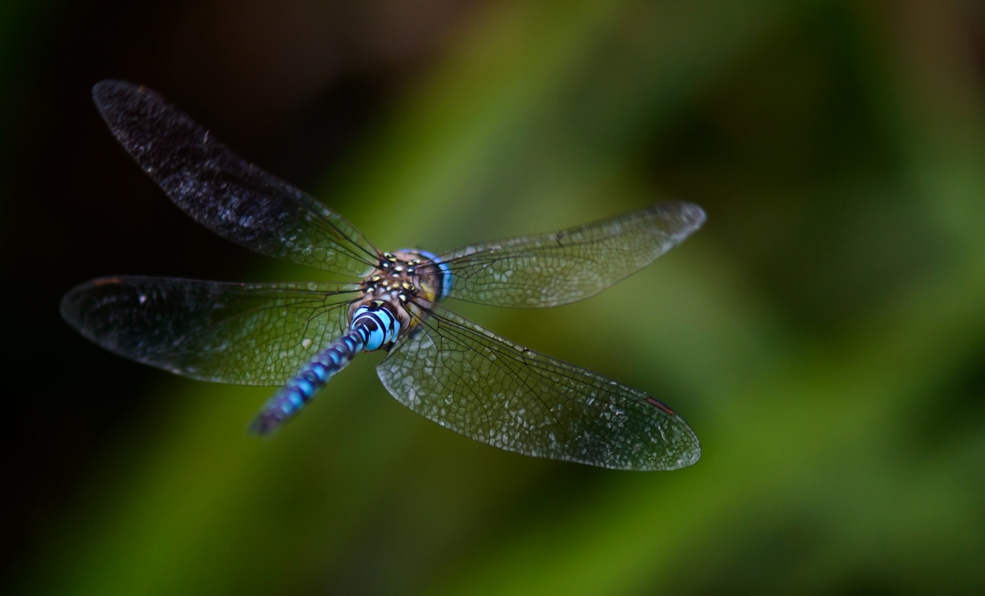 Dragonfly, Fly, Background, Blurred, insect, animal themes