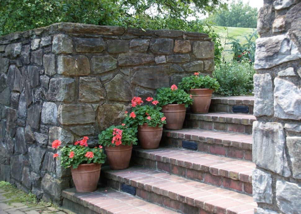 red geranium preview