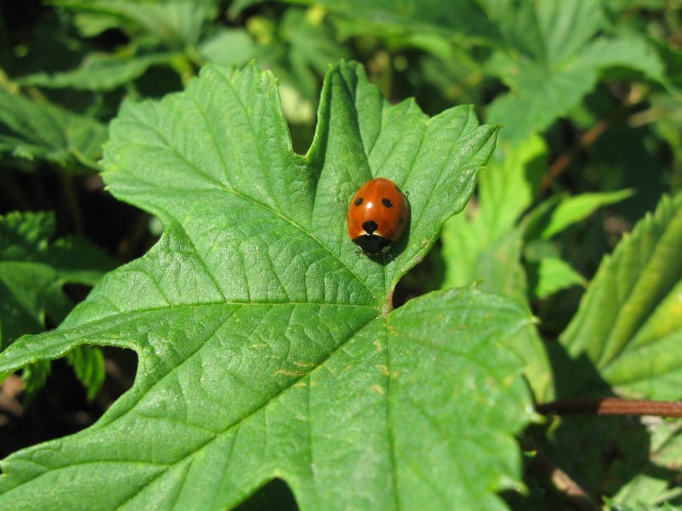 brown seven spotted lady bird on green leaf preview