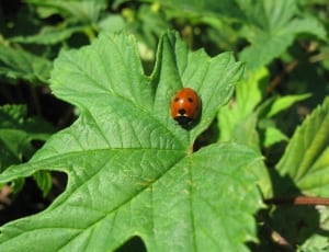 brown seven spotted lady bird on green leaf thumbnail