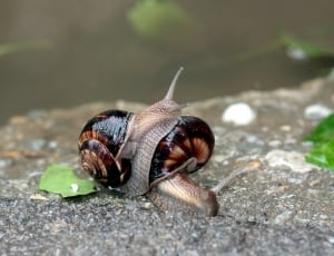 two black and brown garden snails thumbnail