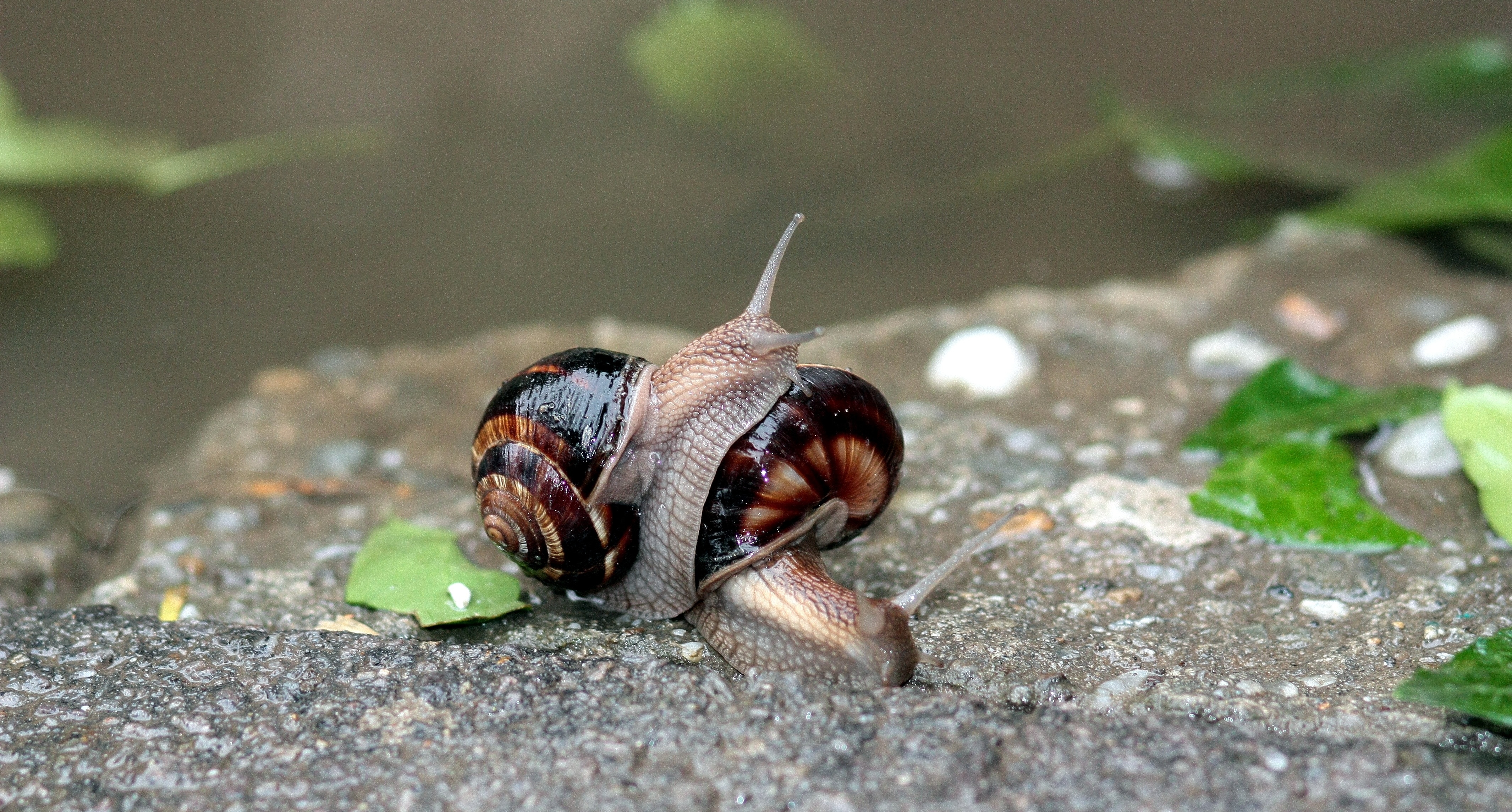 two black and brown garden snails
