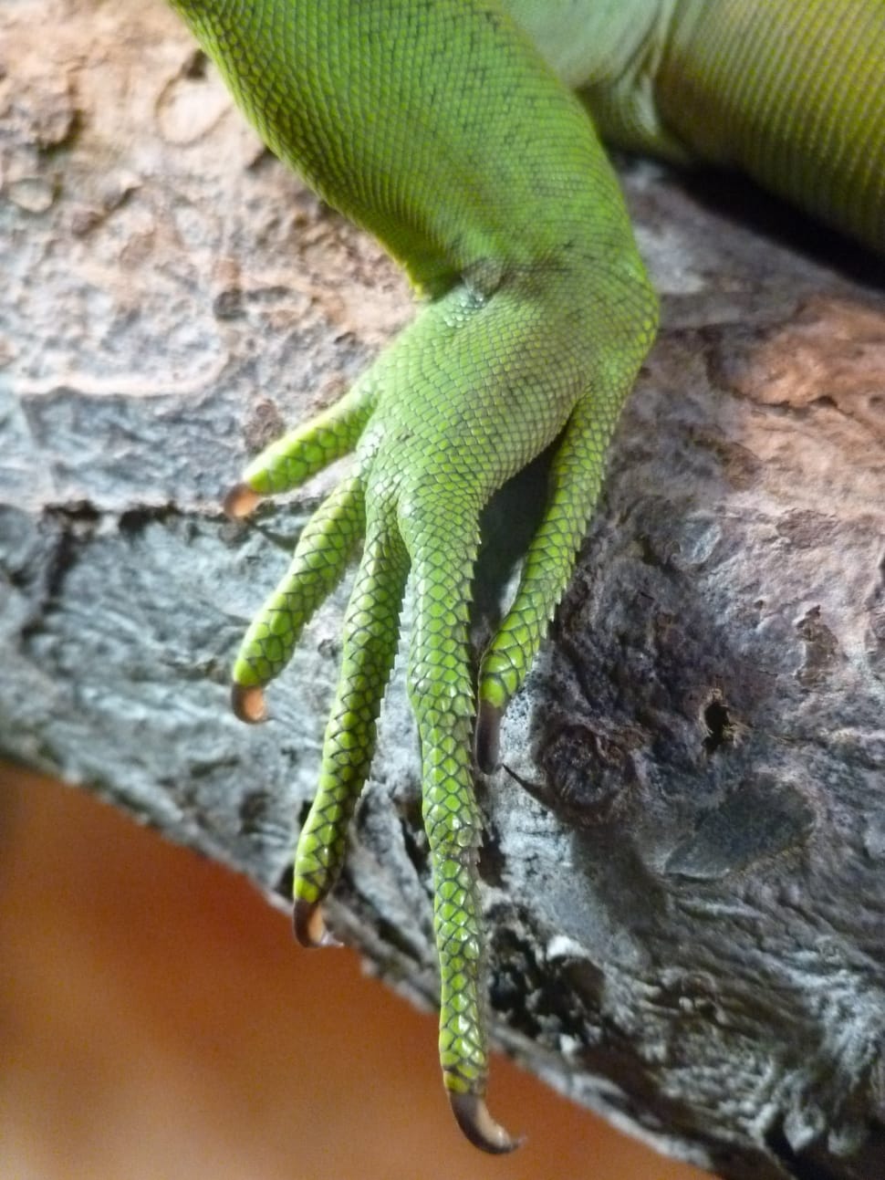green reptile animal foot preview