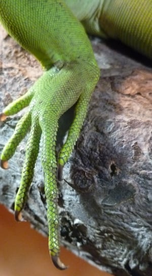 green reptile animal foot thumbnail