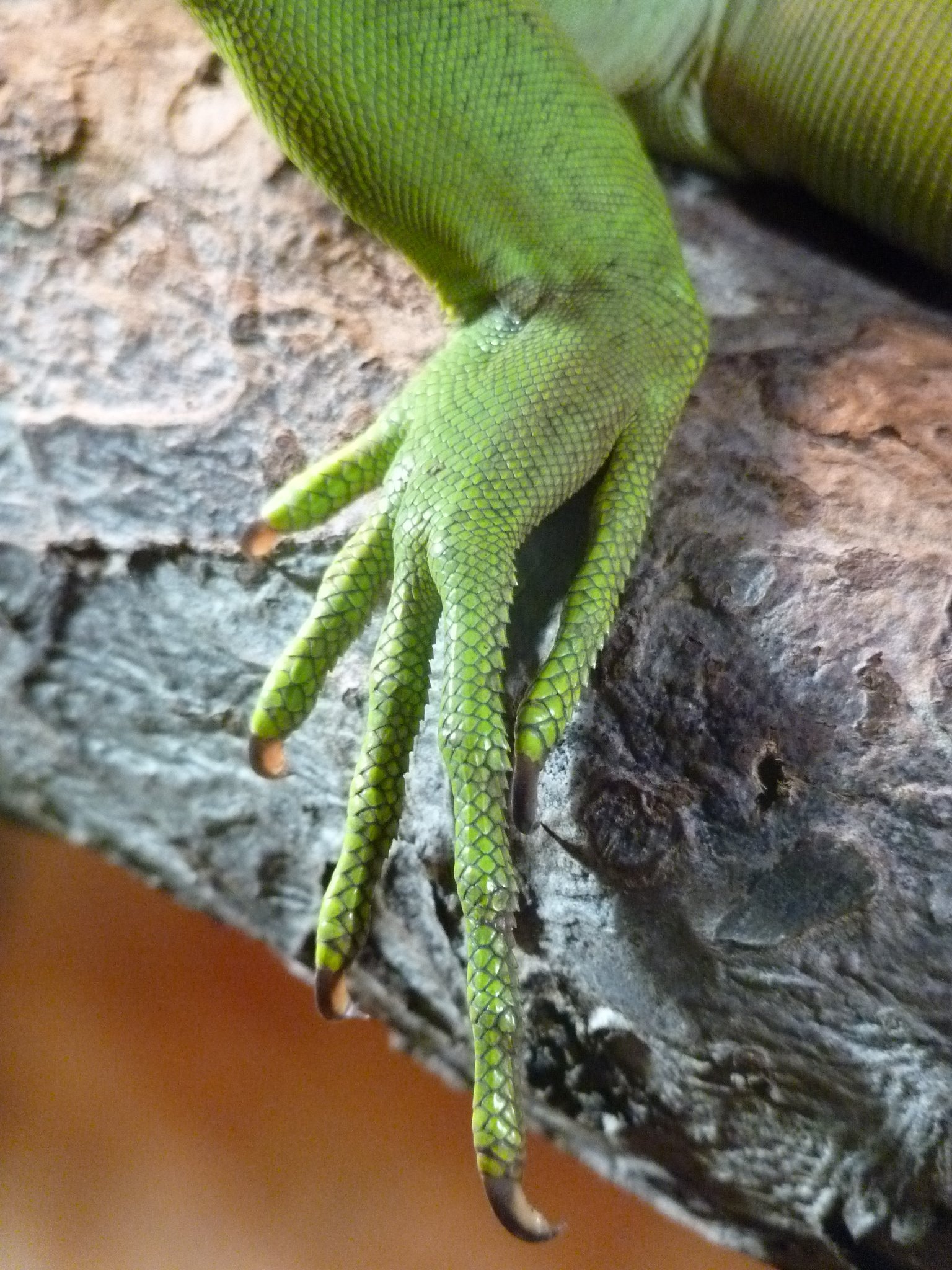 green reptile animal foot