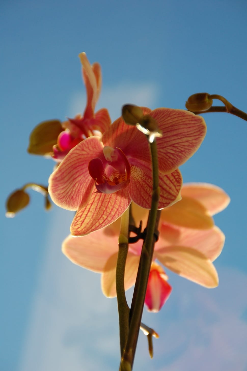 orange and brown orchid preview