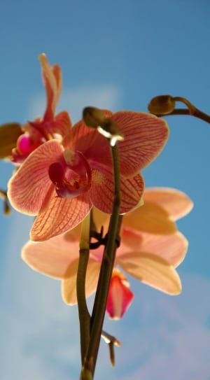 orange and brown orchid thumbnail