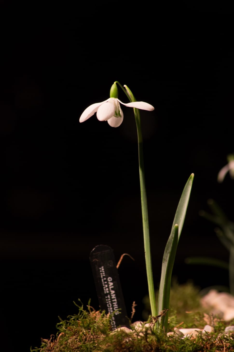 white snowdrop flower preview