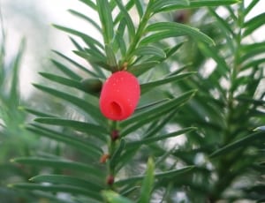 red oblong shaped fruit thumbnail