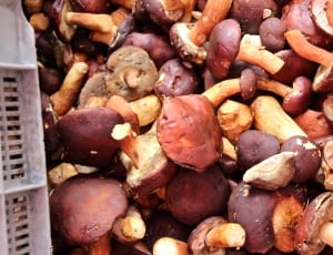 brown button mushrooms thumbnail
