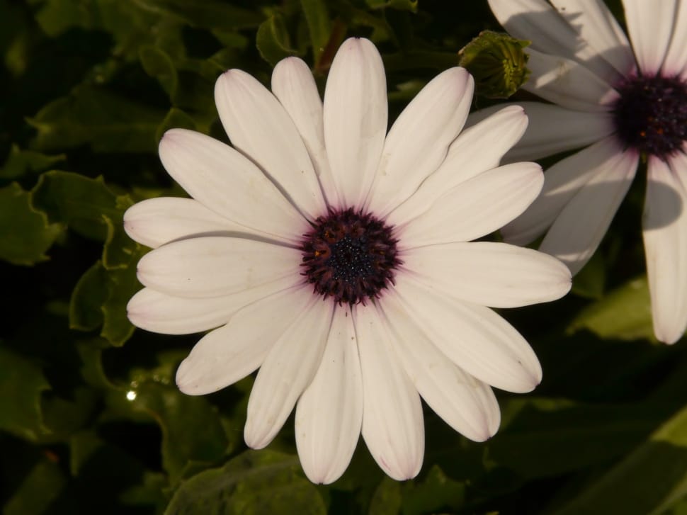 white petal flower preview