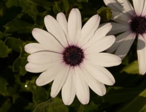 white petal flower thumbnail