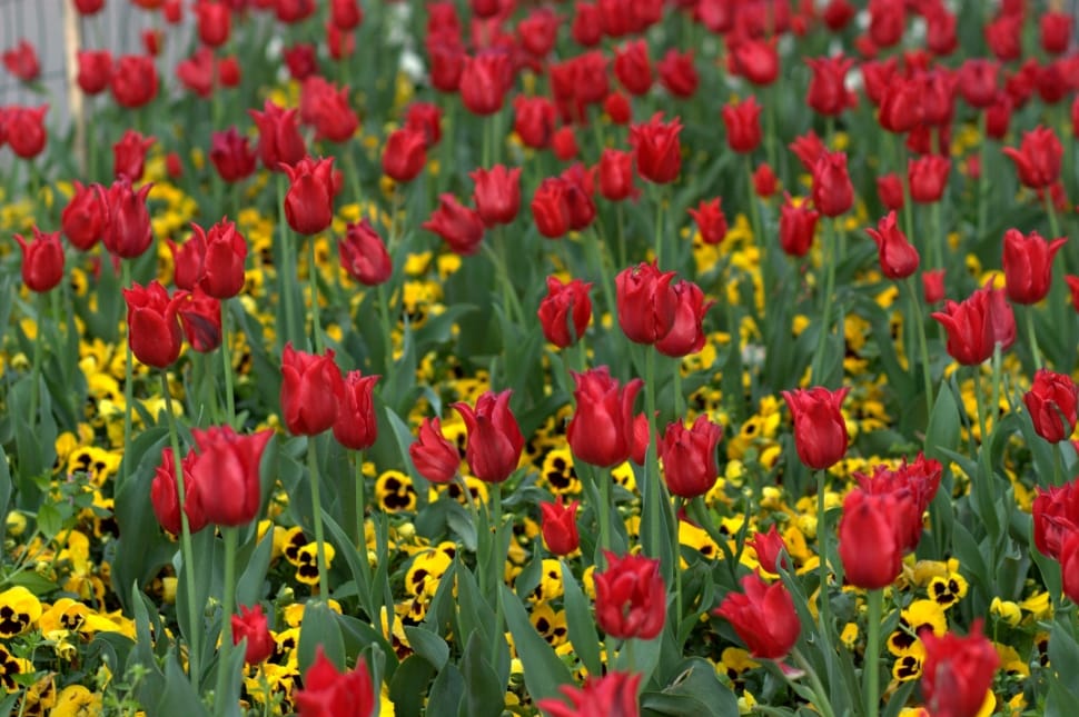 red petaled flower field preview