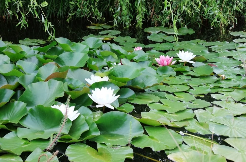 white and red water lilies with lily pads on water preview