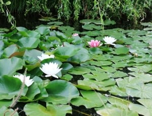 white and red water lilies with lily pads on water thumbnail