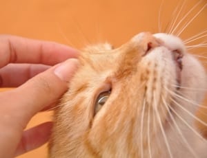 orange tabby cat thumbnail