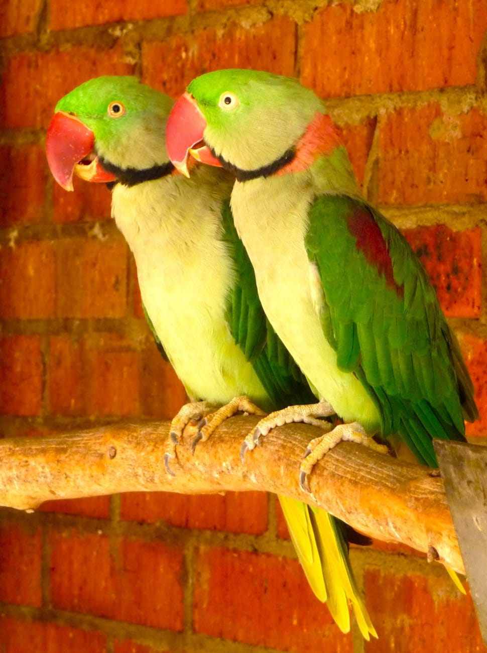 two green-and-yellow parrot standing on brown stick preview