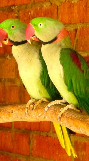 two green-and-yellow parrot standing on brown stick thumbnail