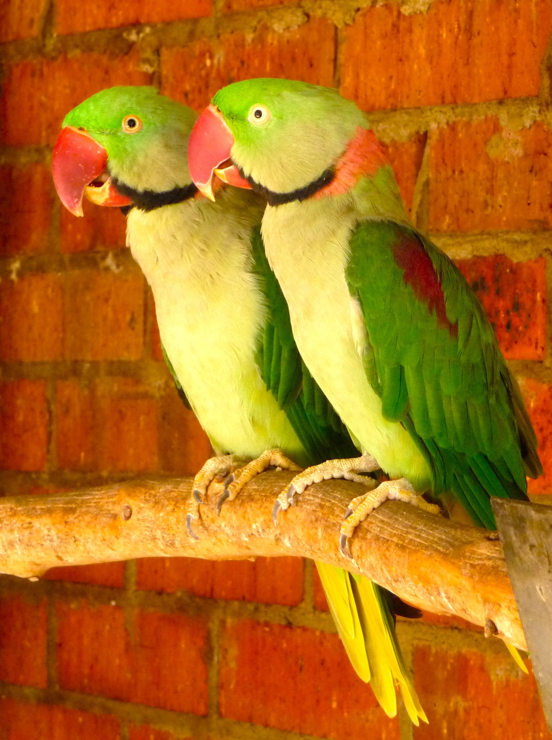 two green-and-yellow parrot standing on brown stick