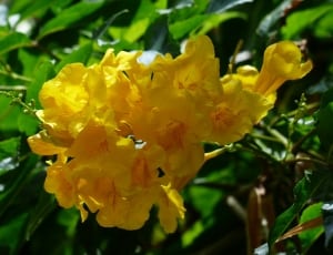yellow flower tree thumbnail