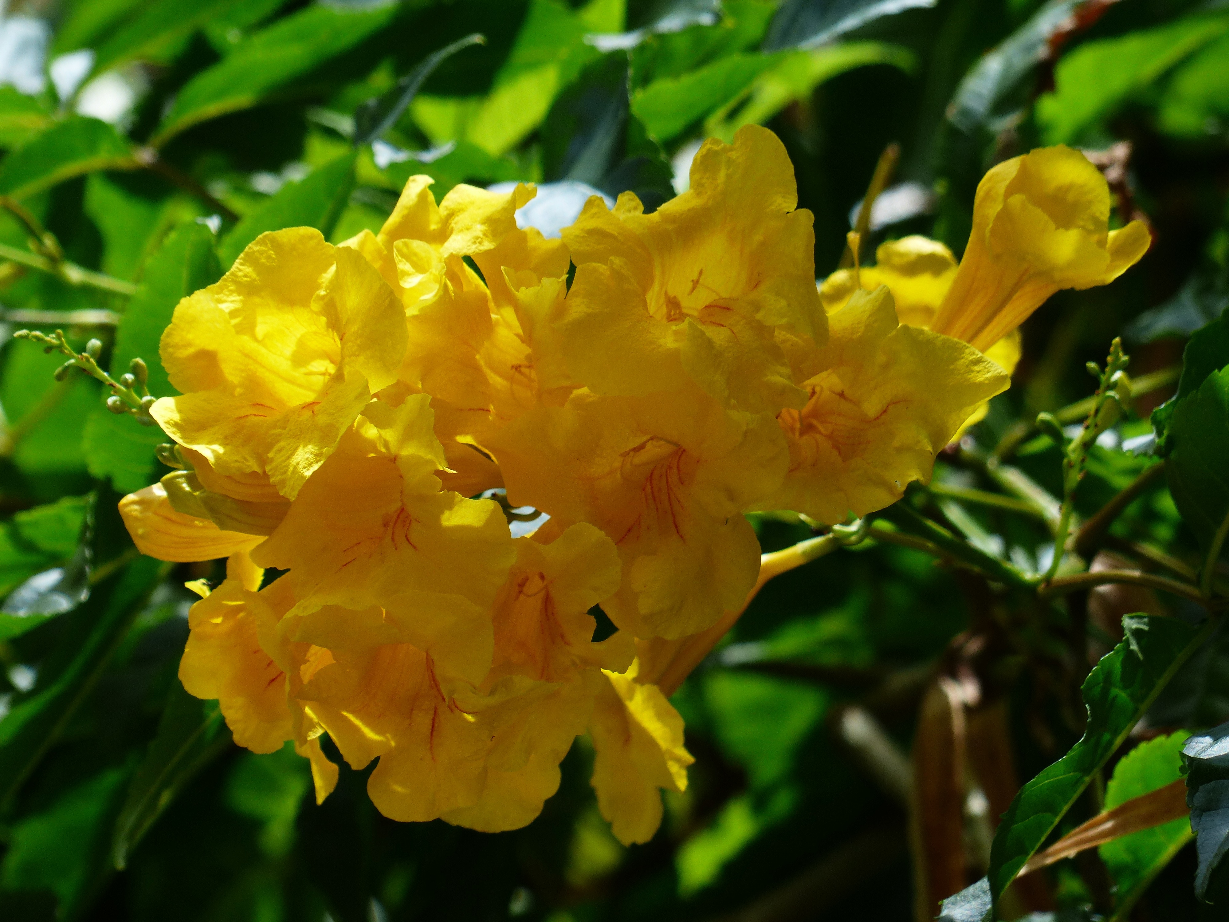 yellow flower tree