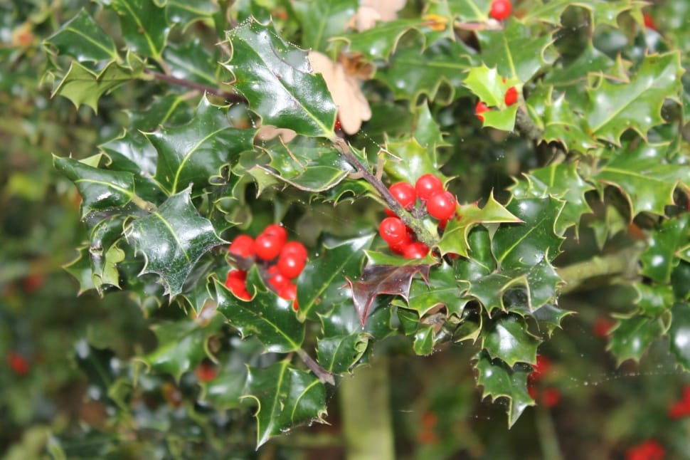 red holly berries preview