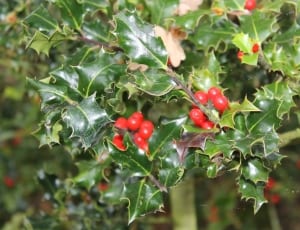 red holly berries thumbnail