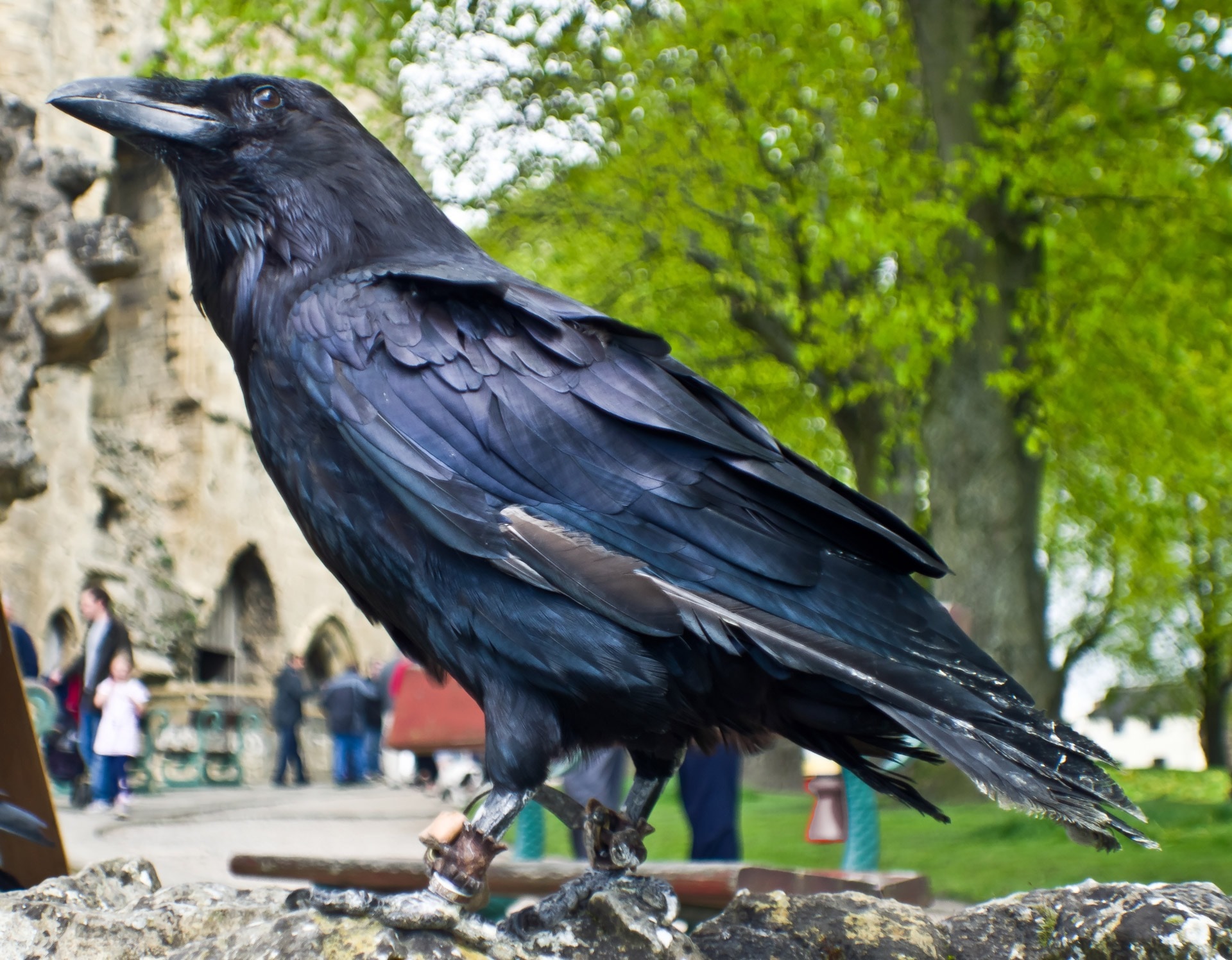 Огромные черные птицы. Ворона меланист. Самка ворона. Ворон обыкновенный. Большой ворон.