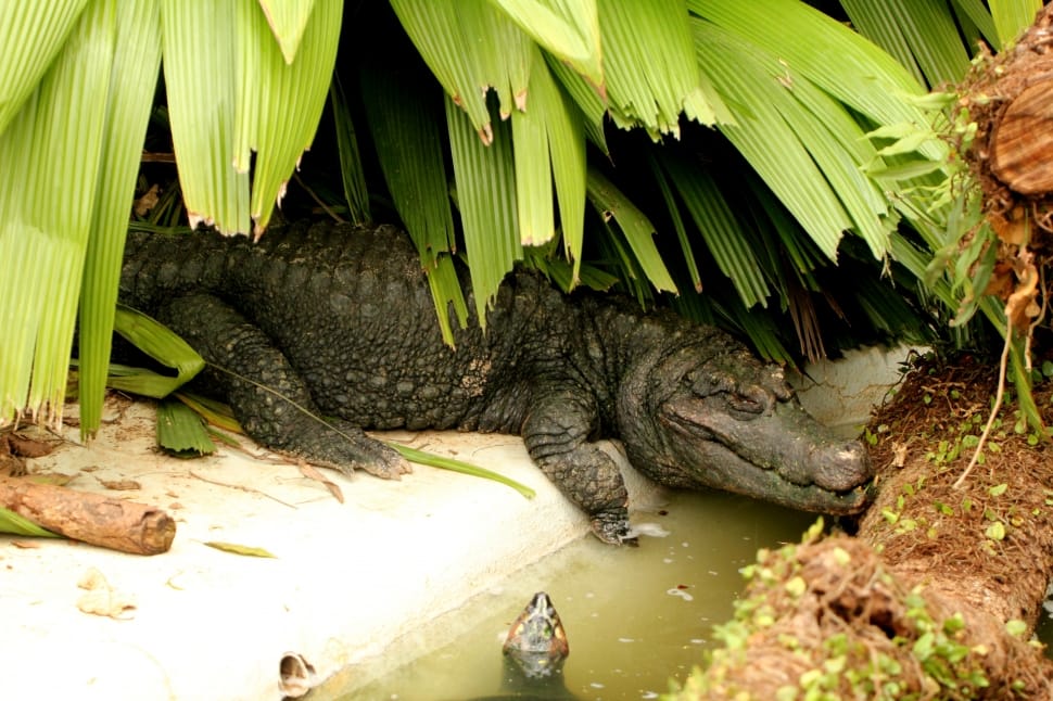 brown crocodile preview