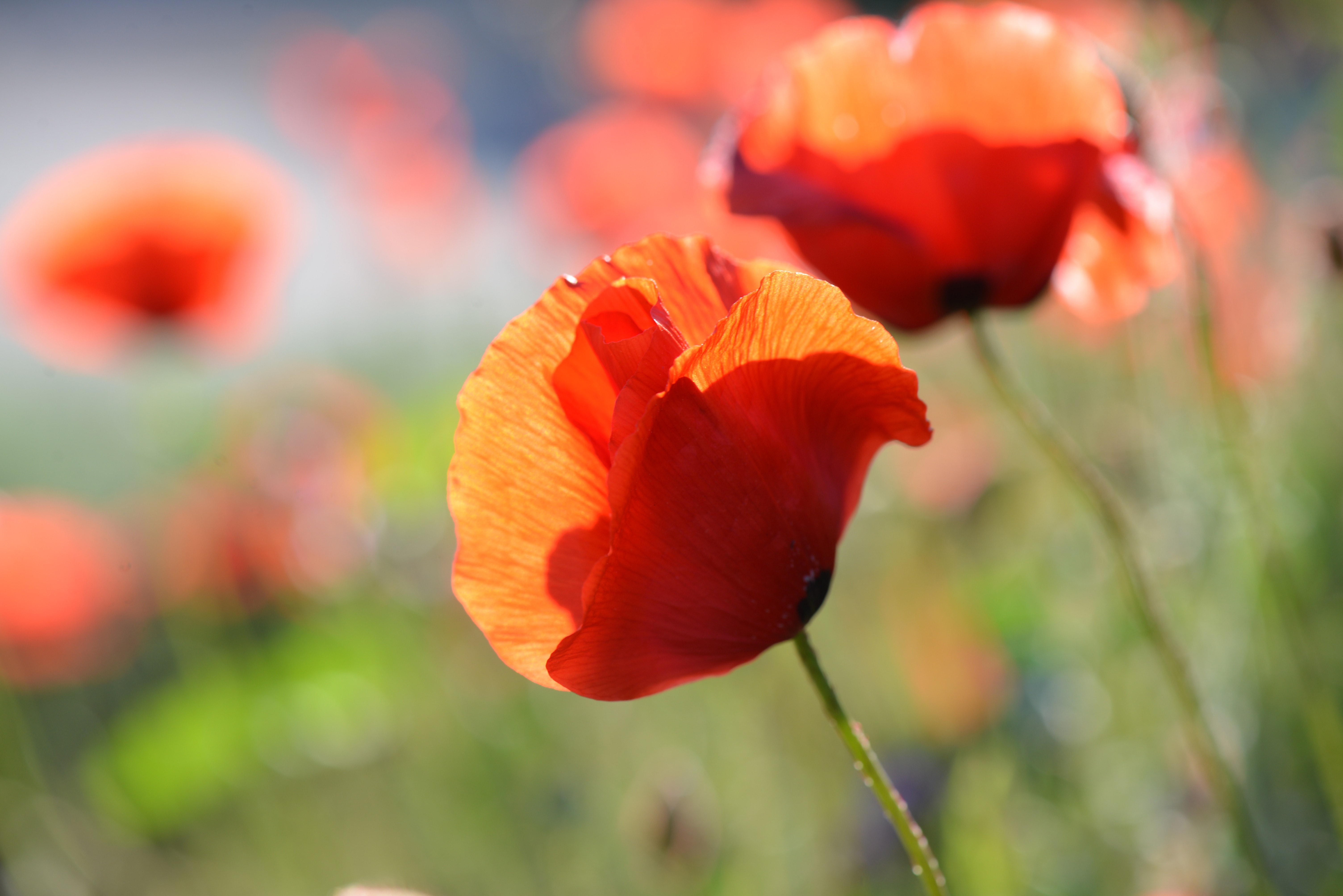 poppy flowers