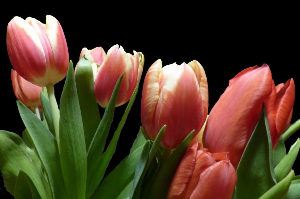 pink tulip flowers preview