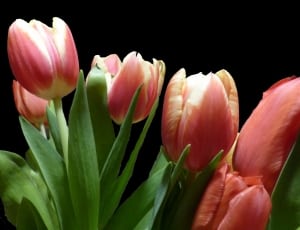 pink tulip flowers thumbnail