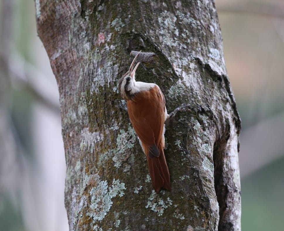 brown and white bird on tree preview