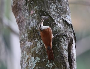 brown and white bird on tree thumbnail