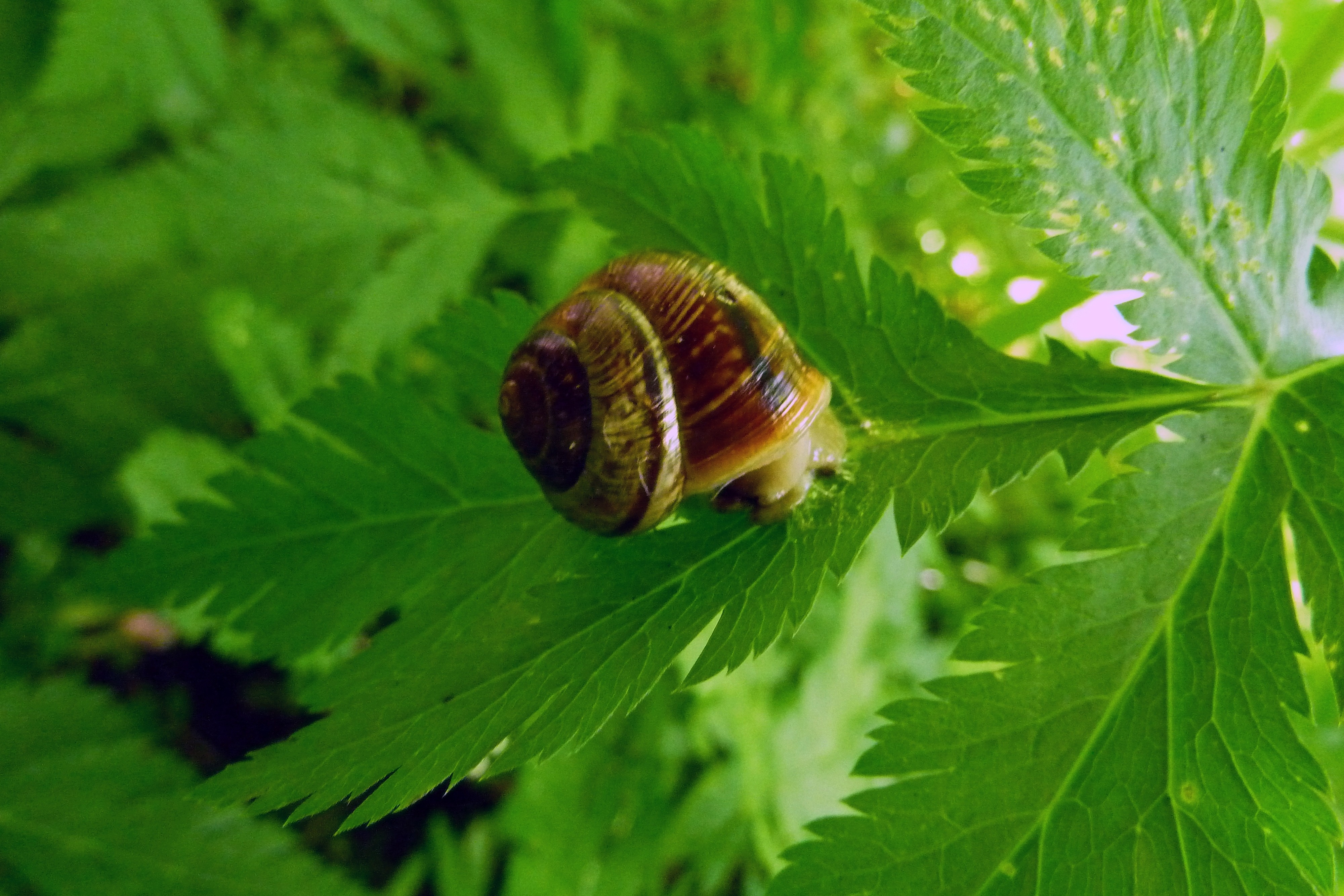 brown and grey snail