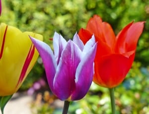 red yellow and purple tulips thumbnail