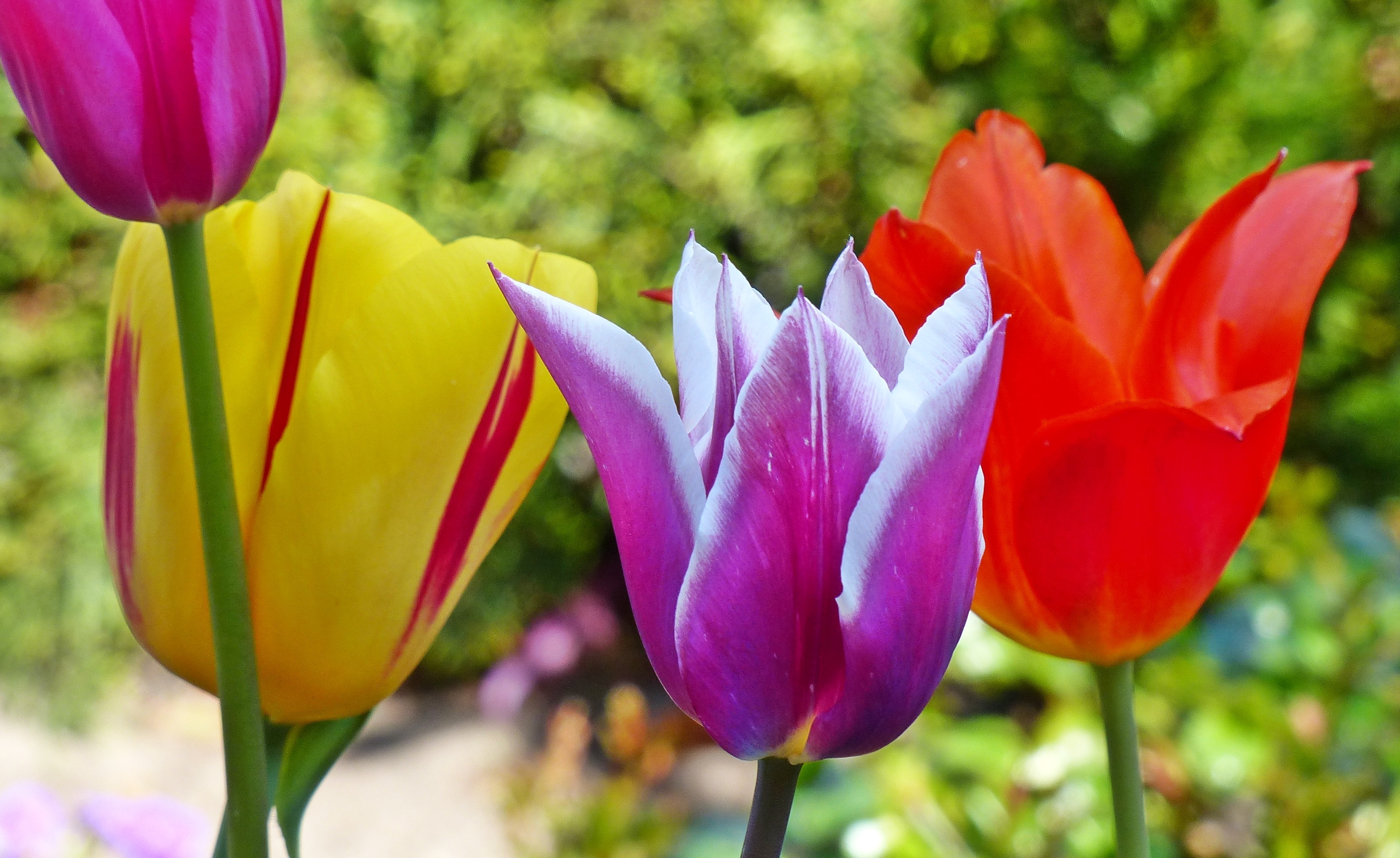 red yellow and purple tulips